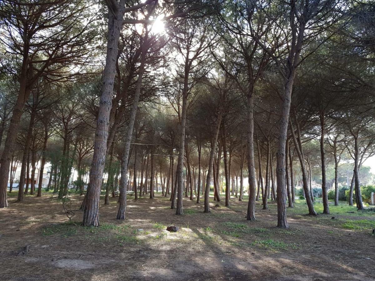Mimosa Bilocale קאלה ליברוטו מראה חיצוני תמונה